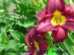 California Purple Spires Daylily Blooming - 05-08-09