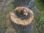 Tree stump with Impatients