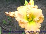 Mountain Almond Daylily - 05-08-09