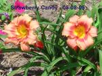 Strawberry Candy Daylily Blooming - 05-08-09