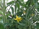 Early Girl Tomato Blossom