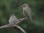 Anna's hummers.