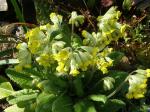 cowslips