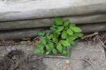 pic 2: Growing in a crack between the raised bed and patio.  