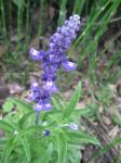 unknown Salvia or Sage?