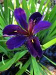 Louisiana Black Iris