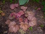 Heuchera "Georgia Peach"