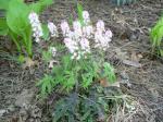 blooming Tiarella