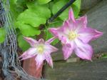 Clematis "Asao"