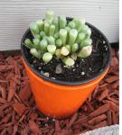 fenestraria aurantiaca-baby toes