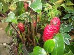 Dwarf beehive ginger almost over.