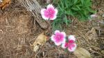 Dianthus