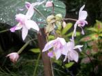 Pink ground orchid