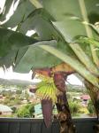 Dwarf golden banana just flowering.