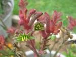 Kangaroo Paw blooms