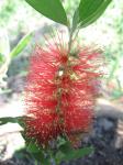 bottlebrush - close