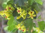 Ribes aureum