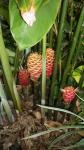 Another type of beehive ginger.