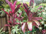 Spiral ginger with cordyline.