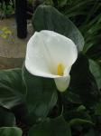 Calla