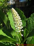 Phytolacca ( Lakonosa )