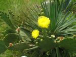 cactus flower