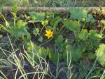 First squash blossoms of this year