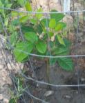 Toni's pecan tree