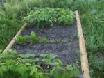 beans and yellow squash