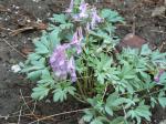 Corydalis Solida