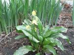 Erythronium  (dog tooth violet)