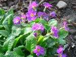 Pretty in pink primrose.