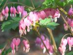 Dicentra Spectablis