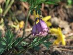 Dicentra formosa