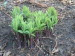 Platycodon, just emerging