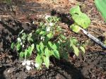 epimedium, white flowered