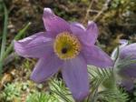 Pasque flower.