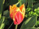 Tulip....