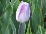 Tulip....