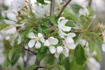 Flowering crab apple blooms