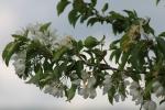 Crab apple blooms