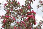 Flowering crab apple blooms