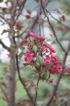 Crab apple blooms