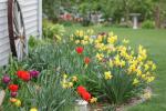 Daffodils and tulips