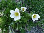 Pulsatilla albana