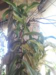 Nepenthes hybrid 'Rebecca Soper' 