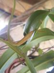 Nepenthes hybrid 'Rebecca Soper' 