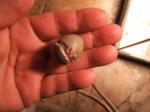 Button Quail 4-21-2012