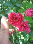 7 sisters rose-size