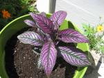 Persian Shield